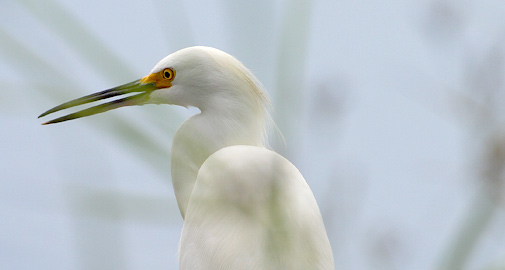 bird photo