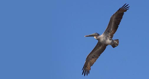 bird photo